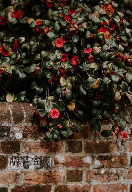 Photo by Annie Spratt via Unsplash