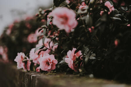 Photo by Annie Spratt via Unsplash